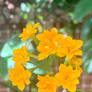 Yellow flowers 11/2/2021