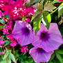 Purple and pink flowers 25/2/2021