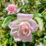 Pink roses 26/2/2021