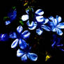 Blue flowers no2 28/2/2021