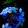 Blue flowers 5/3/2021