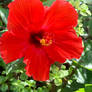 Red Hibiscus Flower 10/3/2021