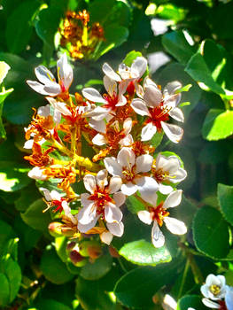 White flowers 20/4/2021