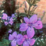 Purple flowers 26/4/2021