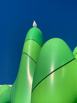 Seagull sitting on a tall cactus in Perth 3/6/2021