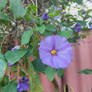 Purple Flower 20/9/2021