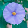 Purple Flower 13/11/2021