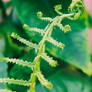 Macro Spiral Fern no2 15/11/2021