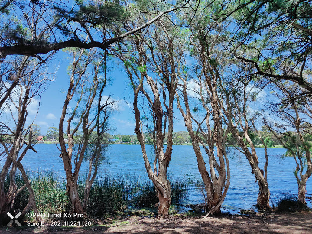 Jacoadder Jackadder Reserve 22/11/2021 by Saraeustace91 on DeviantArt