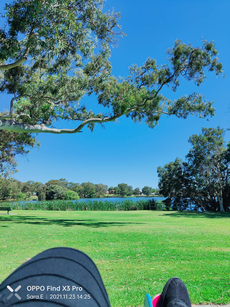 Jacoadder Exercising at Jackadder Reserve 23/11/2021 by Saraeustace91 on DeviantArt