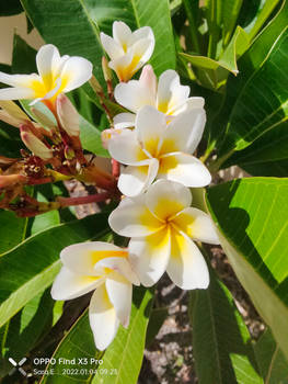 Frangipani's no3 4/1/2022
