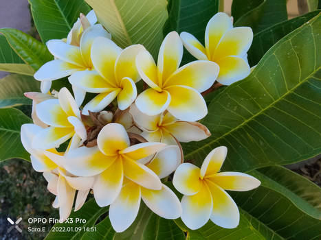 Frangipani's 9/1/2022