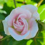 Pink Rose no3 17/1/2022