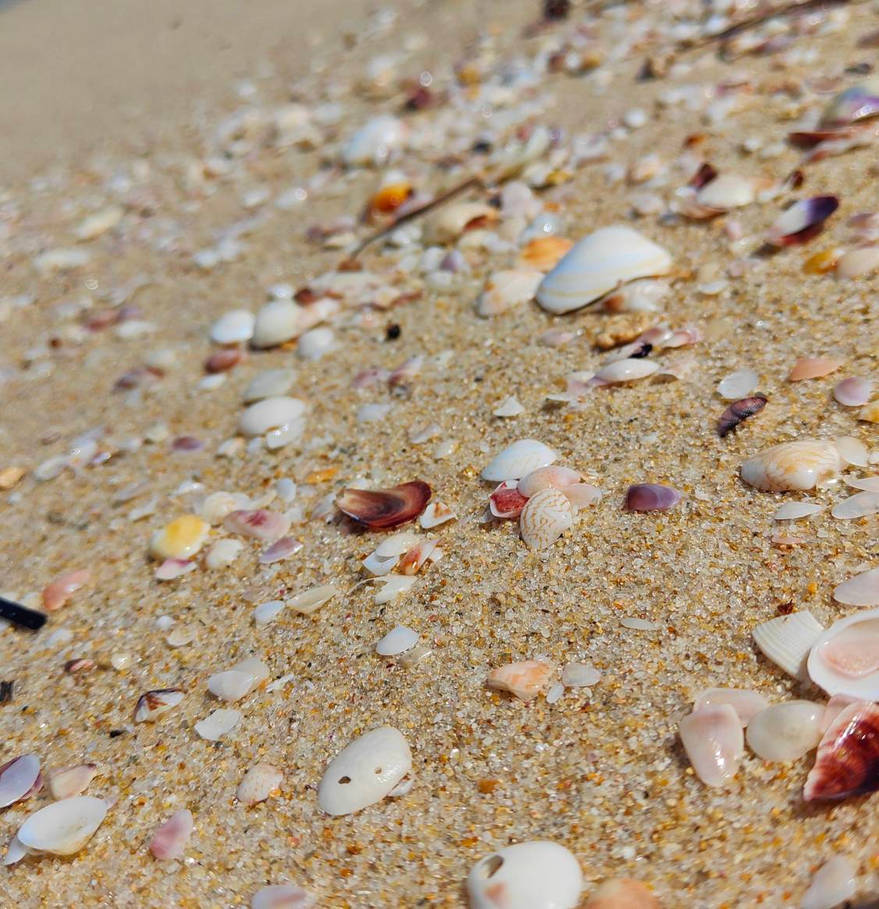 Shell Scape Scarborough Beach shellscape 31/1/2022 by Saraeustace91 on DeviantArt