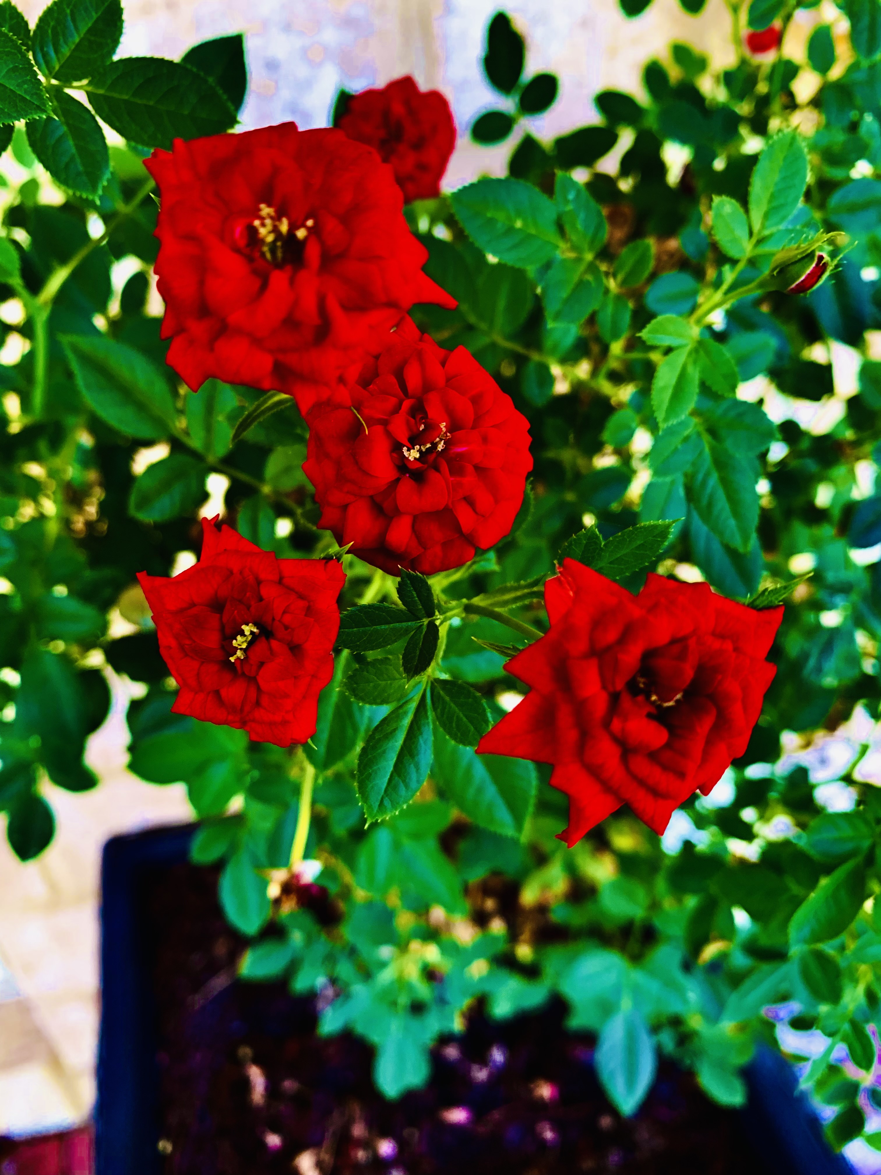 Red miniature roses 26/2/2022 by Saraeustace91 on DeviantArt