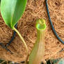 Nepenthes albomarginata plant 6/3/2022