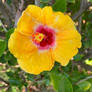 Hibiscus 24/3/2022