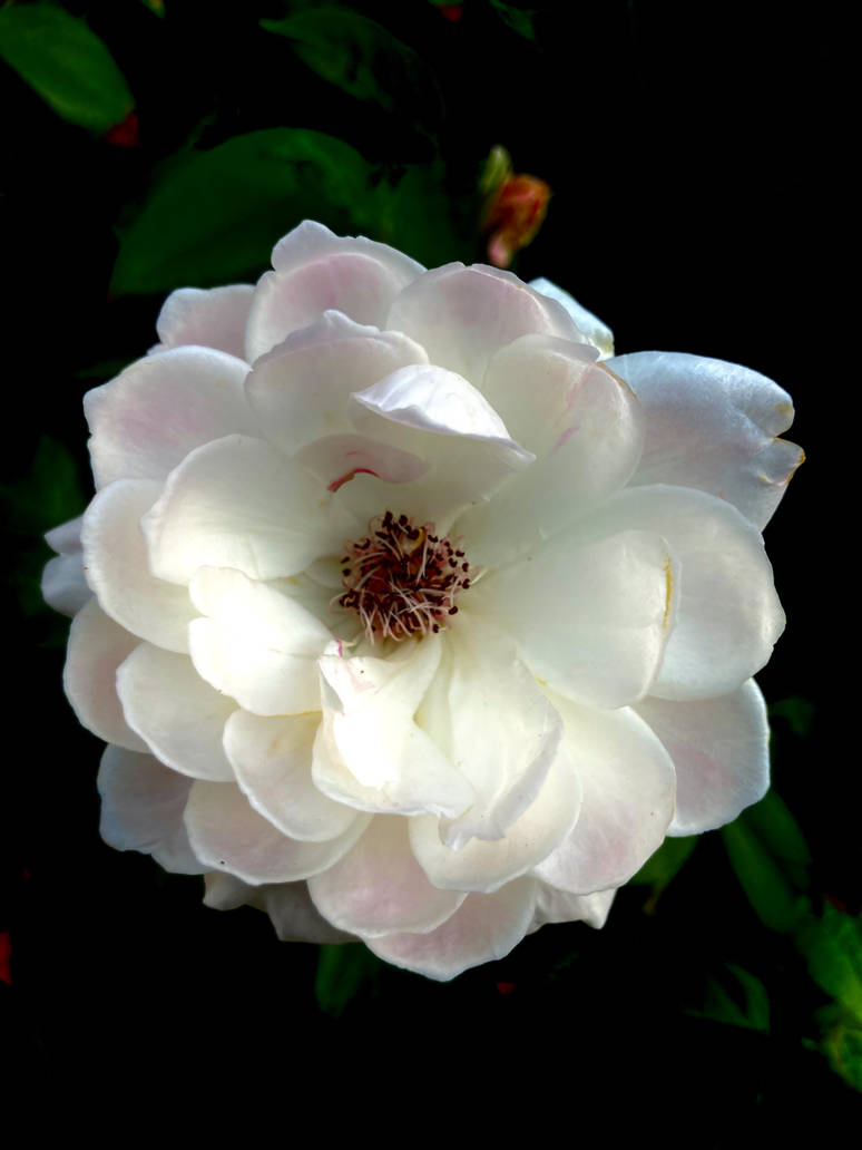 White Rose no2 8/4/2022 by Saraeustace91 on DeviantArt