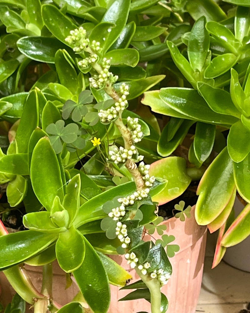 Twisted flowers 24/4/2022 by Saraeustace91 on DeviantArt