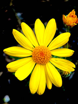 Yellow Daisy 14/8/2022