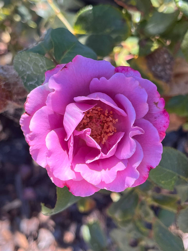 Angel Face Rise Angel Face Rose 10/2/2023 by Saraeustace91 on DeviantArt