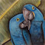 Blue Macaws