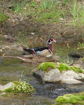 Male wood duck by Rhed-Dawg