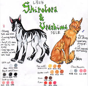 Shirotora And Urashima Reference Sheet