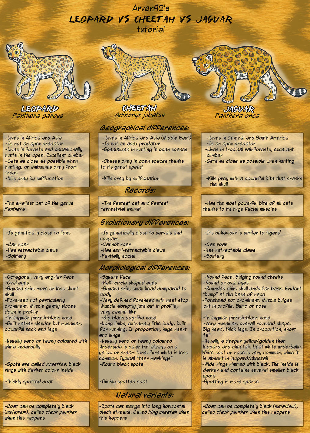 Leopard VS Cheetah Vs Jaguar By ARVEN92 On DeviantArt leopard-vs-cheetah-vs-jaguar-by-arven92-on-deviantart