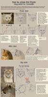 Patreon Tutorial: How To Draw Cat Heads