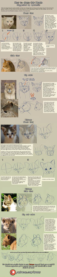 Patreon Tutorial: How To Draw Cat Heads