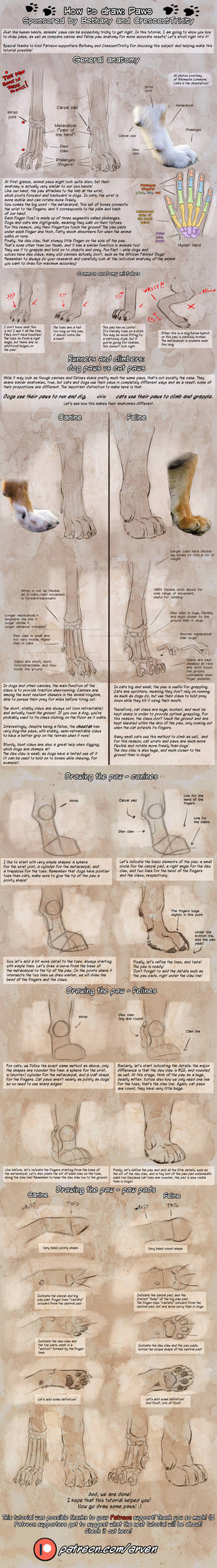 Patreon Tutorial: How To Draw Paws