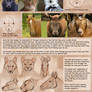 Patreon Tutorial: How To Draw Animal Eyes
