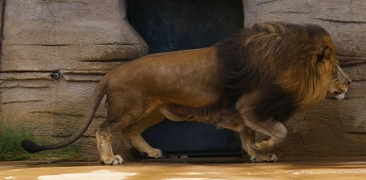 Cart11 by ARVEN92 Cart11 by ARVEN92