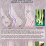 Patreon Tutorial: How To Draw Rear Paws