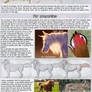 Patreon Tutorial: How To Draw Fur