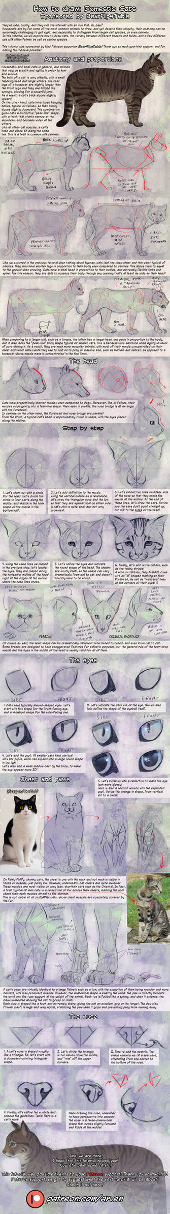 Patreon Tutorial: How To Draw Domestic Cats