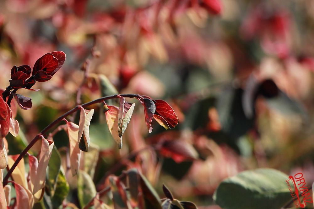 Reds And Greens