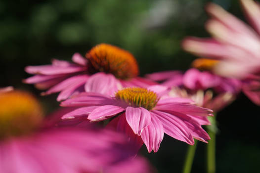 Daisies