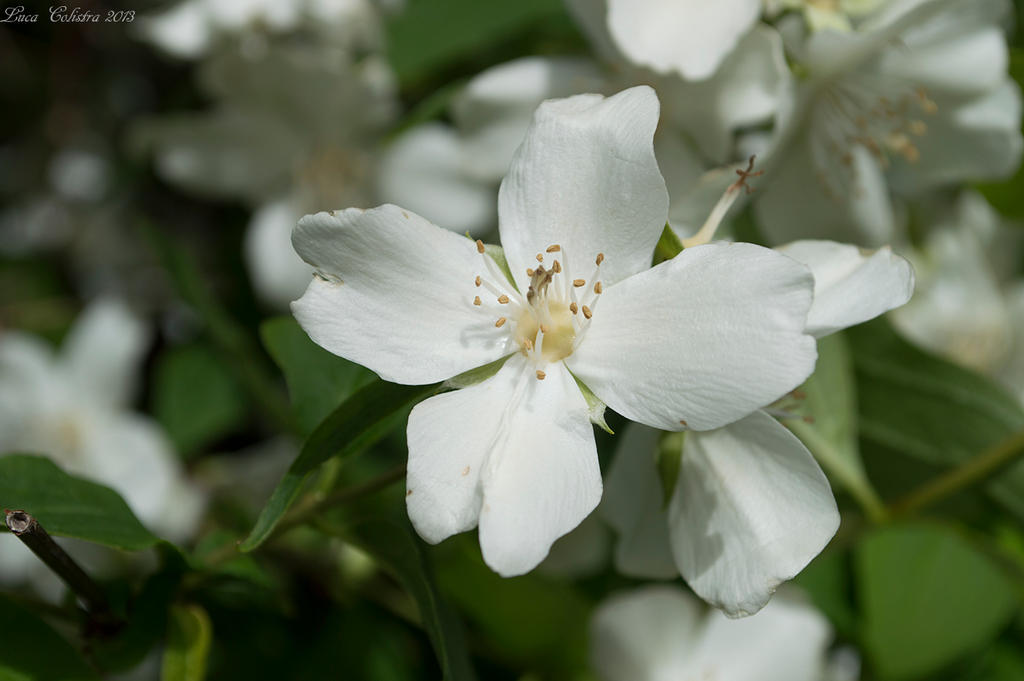 Flowers2