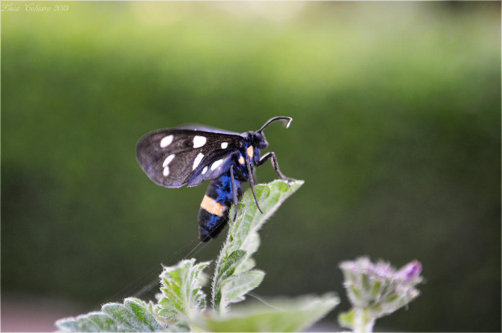 Insect profile