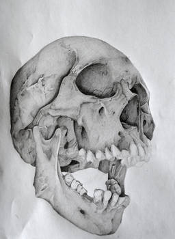 Skull