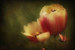 no spring - no summer by chrissy261