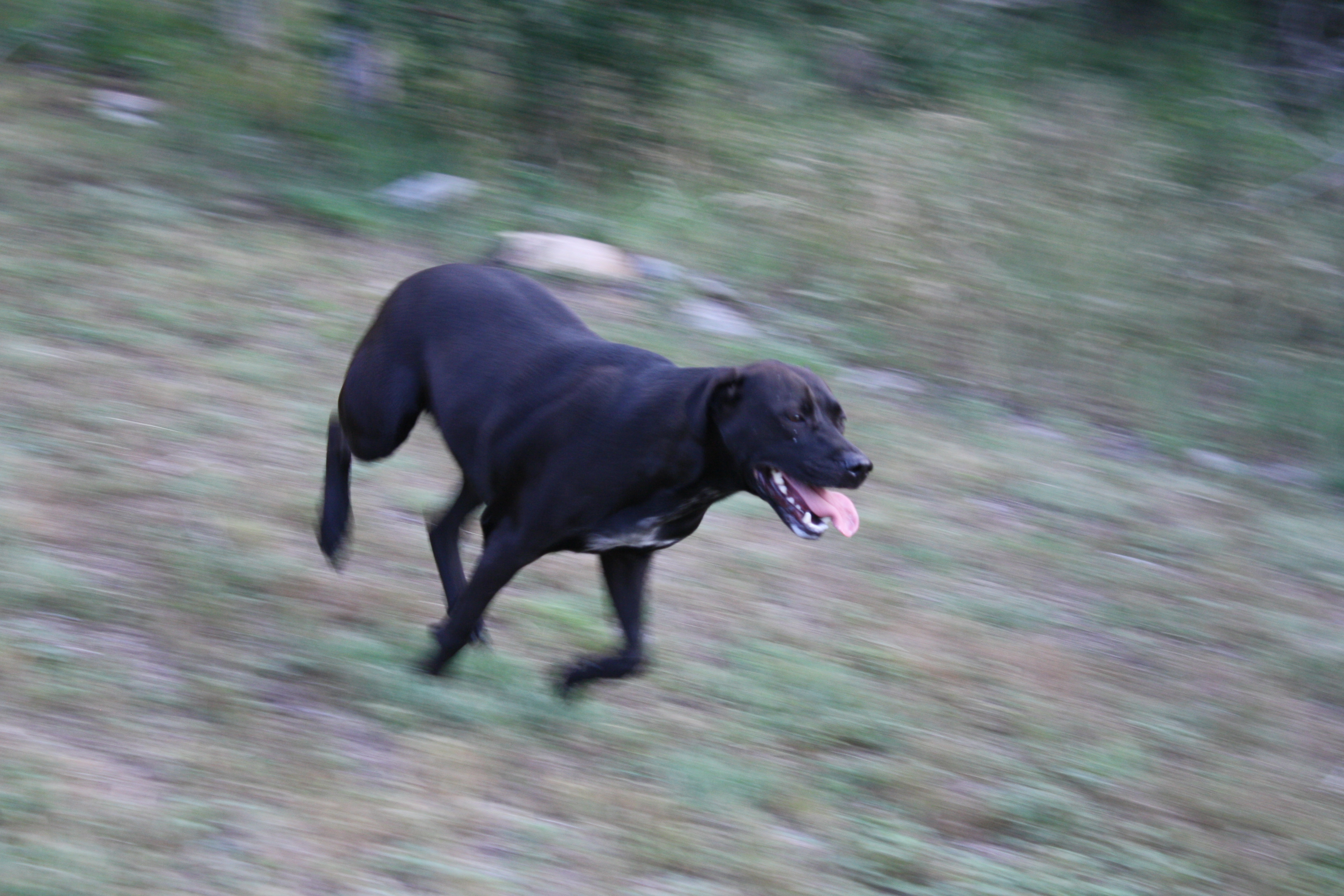 Run Pup, Run