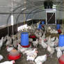 Chicken Rearing and Housing Equipment