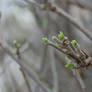 Budding Spring