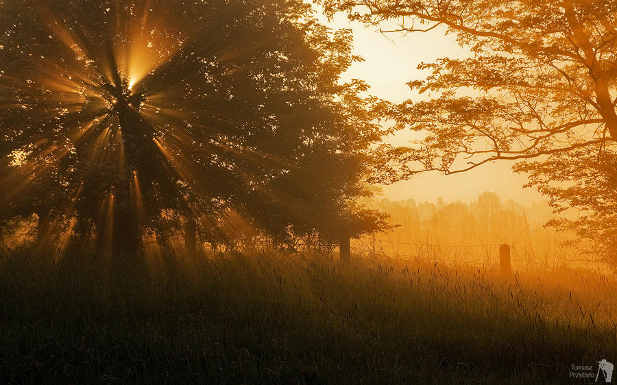 Golden Trees by TomaszPrzybylo