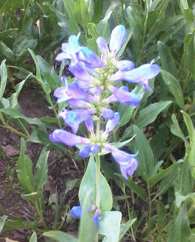 Purple Wildflower