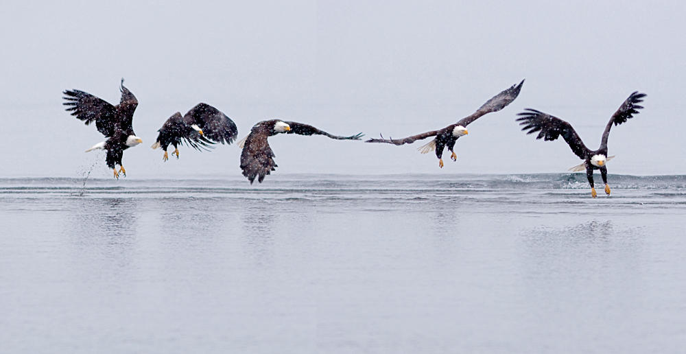 Eagle Flight Math Eagle Flight Sequence by themobius on DeviantArt