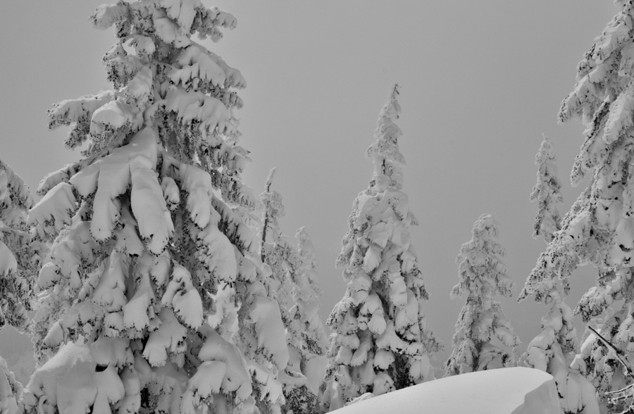 Snow Trees